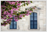 Cherry Blossoms In Residenz Gardens 