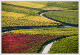 Autumn Colors In the Vineyards 