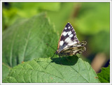 Butterflies and Insects