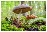 Macro, Lichen and Mushrooms