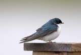 Tree Swallow