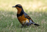 Varied Thrush