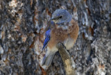 Western Bluebird