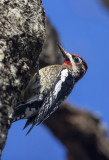 Red-Naped Sapsucker