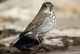 Hermit Thrush
