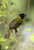 Crimson Collared Grosbeak