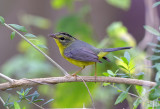 Golden Crowned Warbler