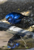 Blue Bunting