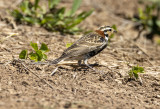 Chestnut Collared Longspur