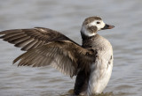 Long Tailed Duck