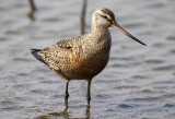 Hudsonian Godwit