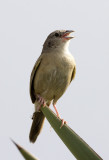 Botteris Sparrow