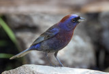 Varied Bunting