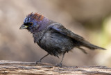 Varied Bunting