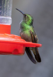 Beryline Hummingbird