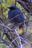 Blue Mockingbird