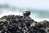 Pigeon Guillemot