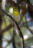 Townsends Warbler