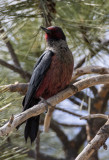 Lewiss Woodpecker