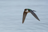 Violet-Green Swallow