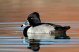 Ring-necked Duck