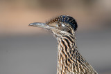 Greater Roadrunner