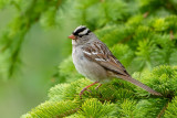 White-crowned Sparrow