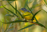 Magnolia Warbler