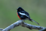 Painted Redstart