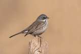 Sagebrush Sparrow