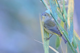 Orange-crowned Warbler