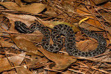 Dusky Pygmy Rattlesnake