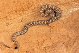 Midget Faded Rattlesnake