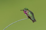 Calliope Hummingbird