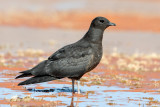 Parasitic Jaeger