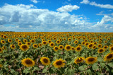 Sunflower Field