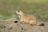 Black-tailed Prairie Dog