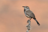 Cactus Wren