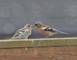 Chaffinch and Chick