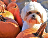 Little Pumpkin Face - by Hulya Ahmed