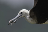 2nd Place - Magnificent in Flight - by Jerry Jourdan