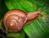 Honorable Mention - Snails Slow Stroll - by Pat Ugorcak