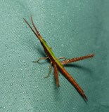 Long-headed Toothpick Grasshopper - <i>Achurum carinatum</i>