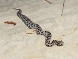 Dusky Pygmy Rattlesnake - <i>Sistrurus miliarius barbouri</i>