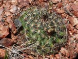 Simpsons Hedgehog Cactus - <i>Pediocactus simpsonii</i>