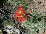 Desert Paintbrush - <i>Castilleja chromosa</i>