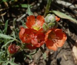 Coppermallow - <i>Sphaeralcea coccinea</i>