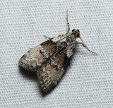 Moth - <i>Pococera</i>