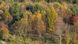 Autumn Forest
