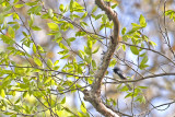 Black-Throated Blue Warbler
